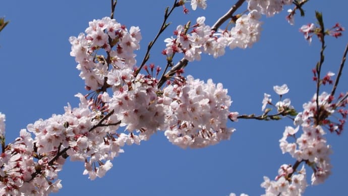 公園散歩:今年19回目 桜編