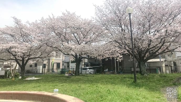 2024ささやかなお花見