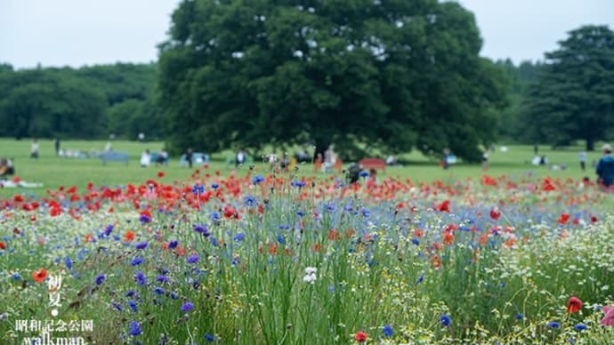 原っぱの花畑。