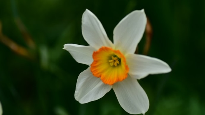 庭の花    北海道