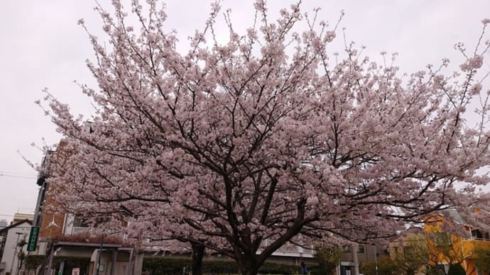 「桜満開」！！「本格的に春が来ました」！！