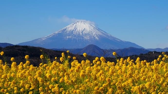 吾妻山公園～菜の花畑と富士