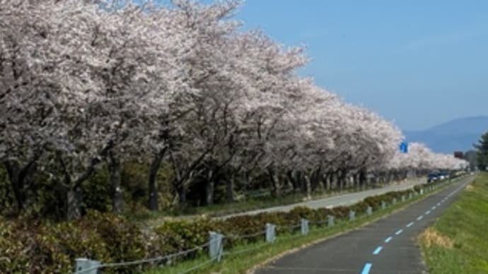 カブ散歩 海津大崎 2025
