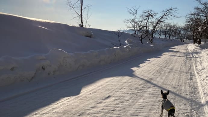 雪まみれ 春の日差し♪