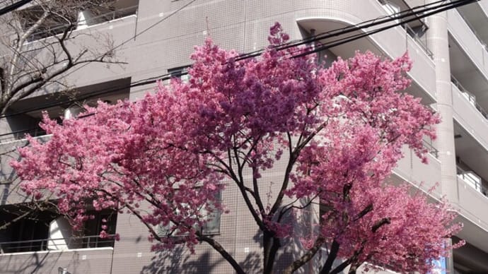 桜速報 と 星の隠れ家のランチ