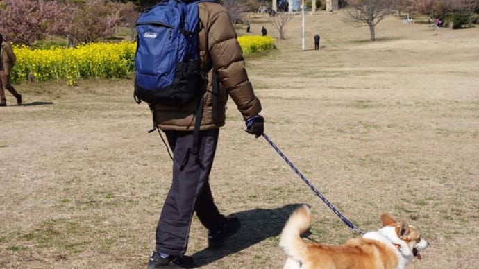 ちょっと遅かった河津桜 観音崎公園