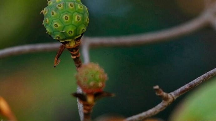 ヤマボウシ 濃紅に熟す