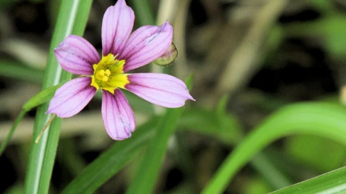 5月の花 1