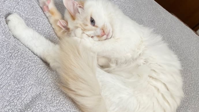 むにゃむにゃヒメ も あくびトノも可愛い!