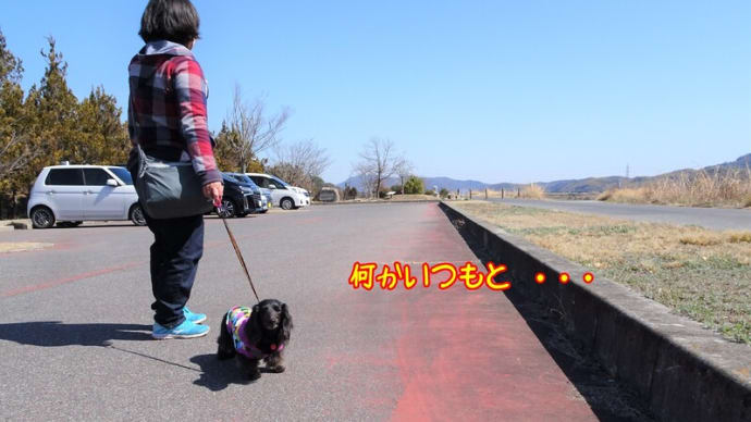 小さい春 み~つけた