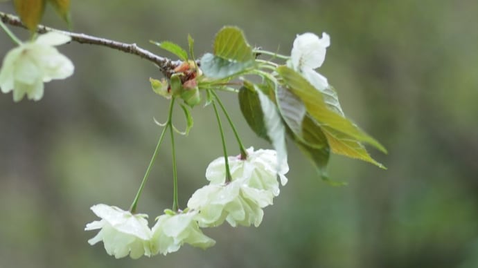 鬱金桜、咲き進む変化