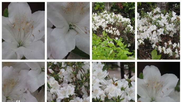 「琉球躑躅の花が咲きました」 MY GARDEN 2024.05.26日撮影