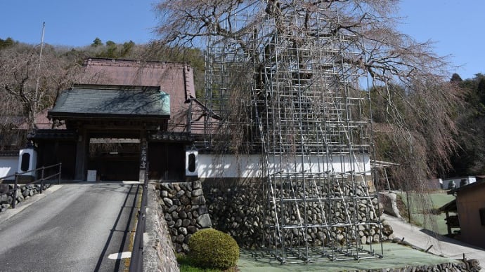 大糸桜 (光福寺) 佐用町 2023.03.19