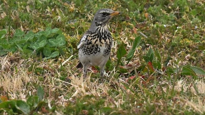 珍鳥ノハラツグミ