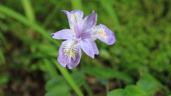 5月の庭。。。