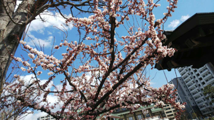 梅?桜が咲き始めました