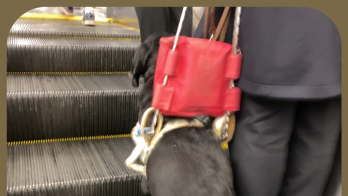 盲導犬を断わるという無理解