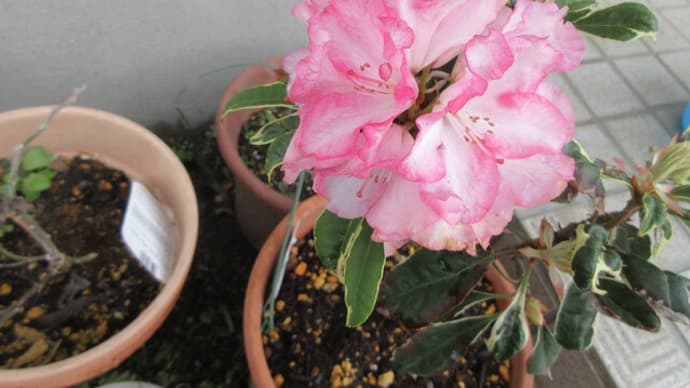 今日の花(セイヨウシャクナゲ)