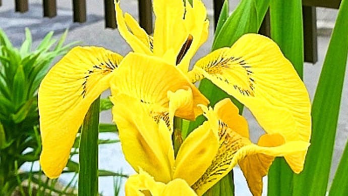我が猫額庭園では今、キショウブが花盛りを迎えています