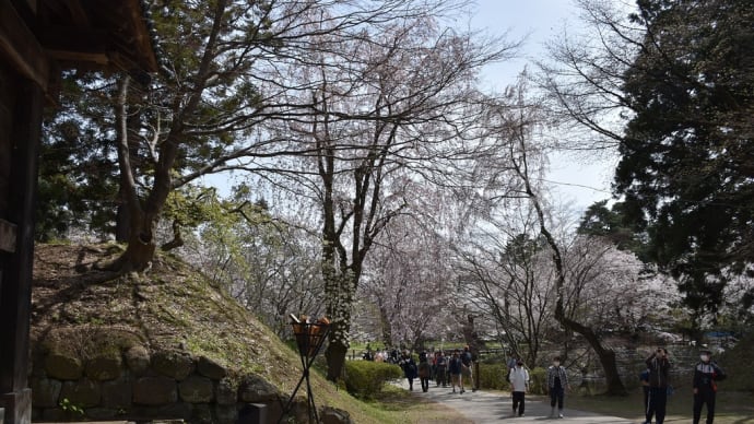 さくら狩り　青森県弘前市　弘前さくらまつり2021（4）弘前公園最長寿のソメイヨシノ