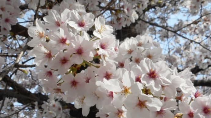お花見🌸(2)街中の桜