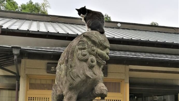 埼玉県【出雲伊波斯神社】にいた狛猫、の画像