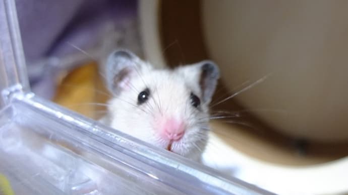 🐹 とっとこ かえっちゃった 🥜