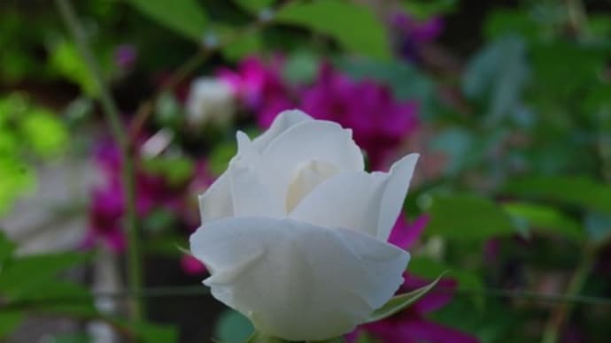 続 庭の花 たくさん咲いてきました