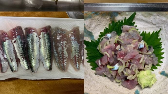 8/17(木)【北条湾釣行】もう老猫になってしまいましたがこの日も釣りのお供の茶トラ猫が遊びに来てくれました