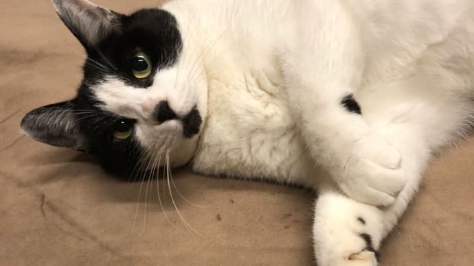 夜中に遊ぼ〜(=^x^=)アピール❗️