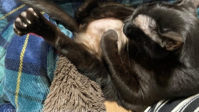 クマ八バトル~わが家のお猫様