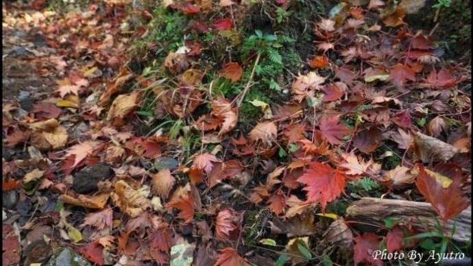 少し遅かった霧島の紅葉