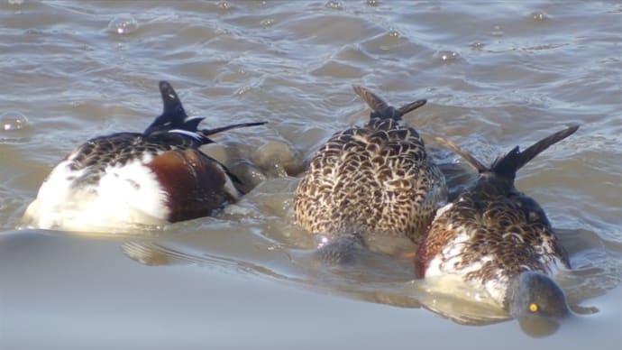 ハシビロガモ 採餌風景、オオハシシギ