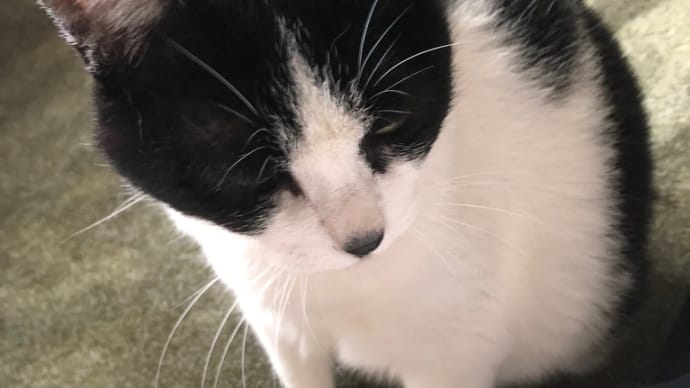猫の寝起き、、、。