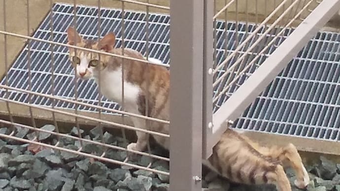 のびのびしてる猫さんたちと、人気ののびしろを感じさせる仁科盛信