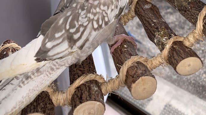 オカメインコちゃん育ってます