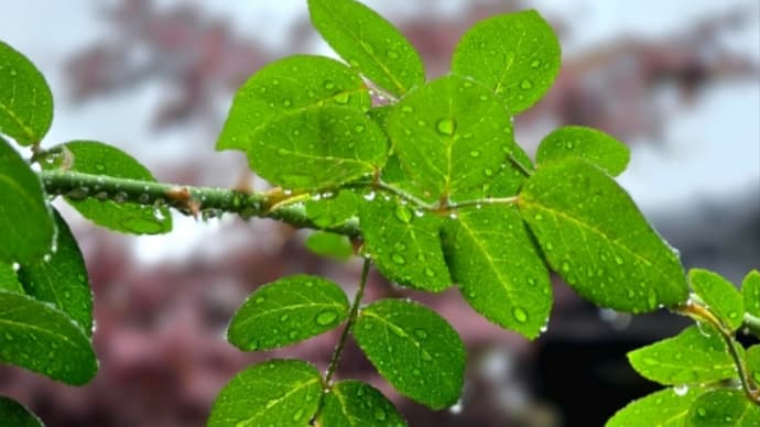 6月23日月曜日は雨☔