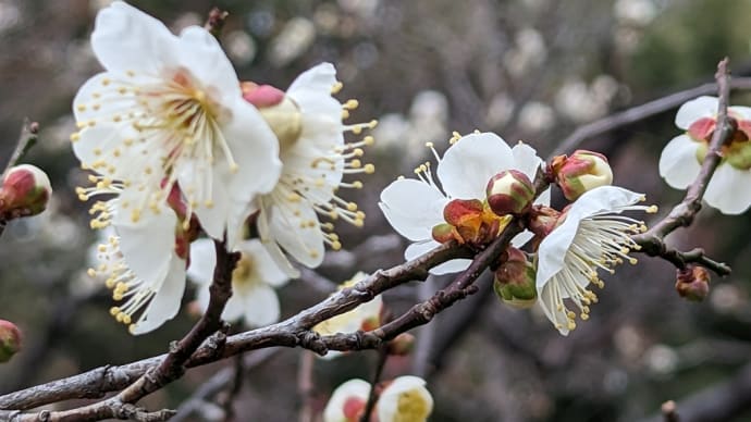 荒山公園の梅林