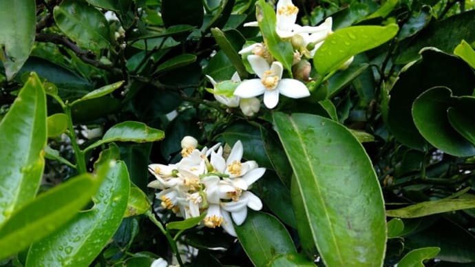 伊予柑・温州みかんの開花