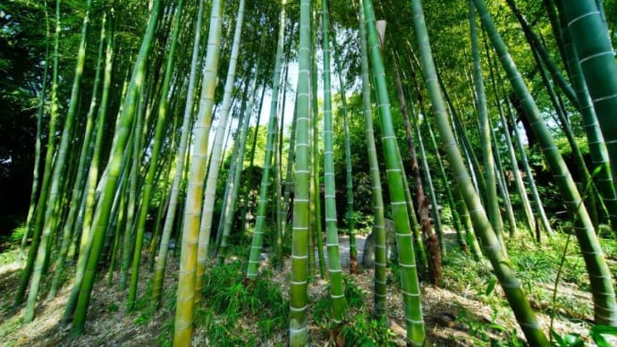 竹林とタケノコ(赤塚植物園 2023.5.4撮影)