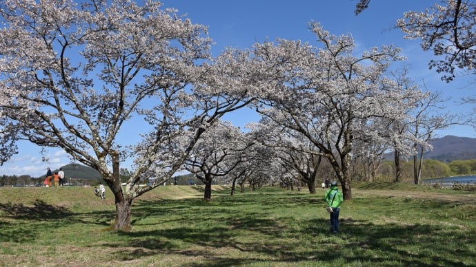 ソメイヨシノ狩り 岩手県立御所湖広域公園 雫石川園地の桜並木(2)桜のトンネルを東へ