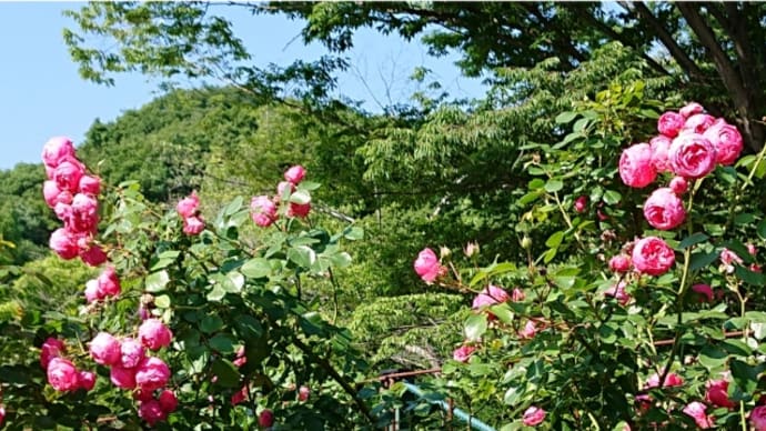 甘楽公園のバラ満開🌹😃初収穫🎵バラ色の人生🎵