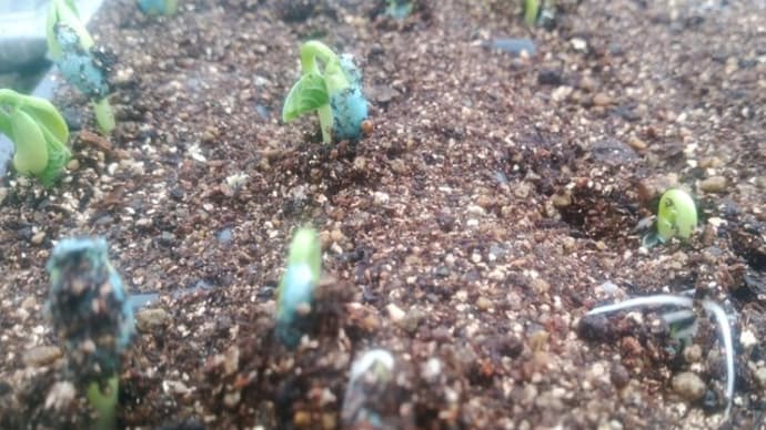 4日前に種蒔きしたインゲンが発芽の兆しです。