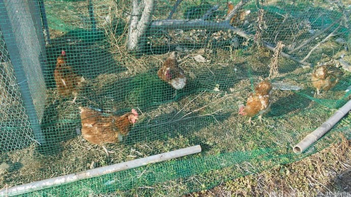 鶏の平飼い・ひらがい