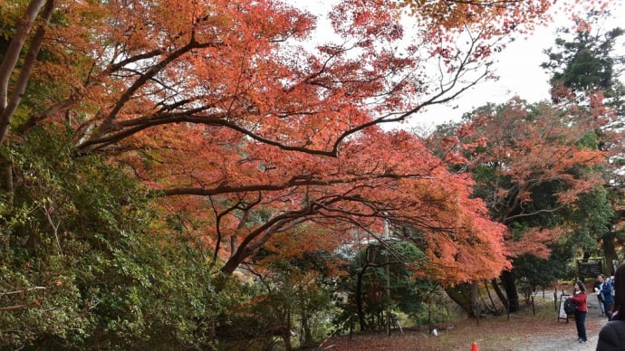 もみじ狩り 京都編3日目 京都市左京区上高野東山 瑠璃光院手前まで【3】-1 ケーブル八瀬駅から瑠璃光院手前まで