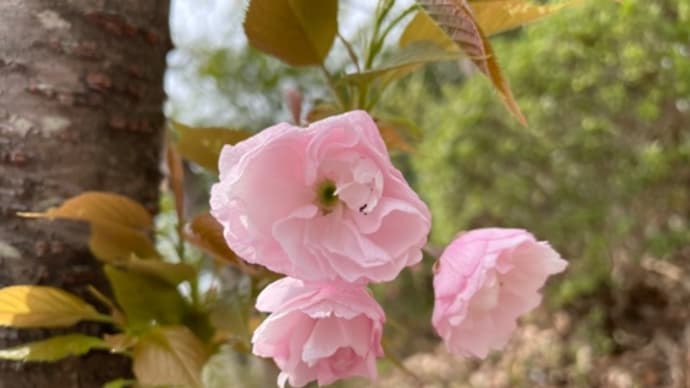 東山植物園、桜満開