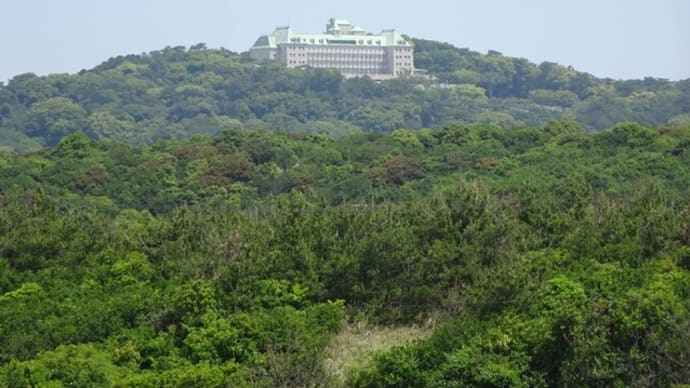 遠州灘 サイクリングロードに咲く花