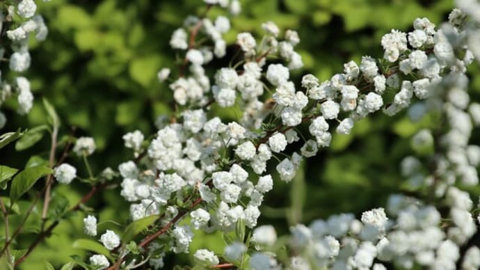 自宅の庭に咲く花