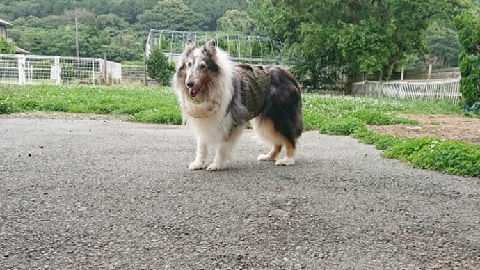 Gooブログ Goo Blog ハッシュタグ 認知症老犬に鎮静剤 Gooブログ Goo Blog ハッシュタグ 認知症老犬に鎮静剤
