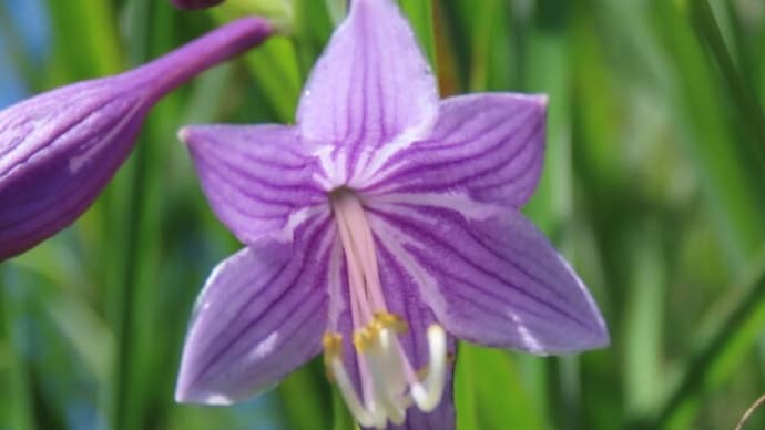 高ボッチ高原・鉢伏山で最近咲いている花 コバギボウシ(小葉擬宝珠)